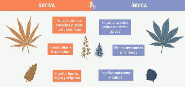 Indica-vs-Sativa