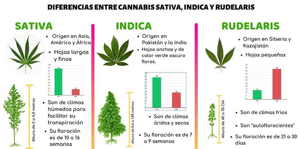 altura del cannabis