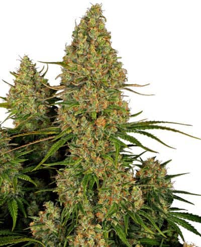 sticky-orange-xxl-auto